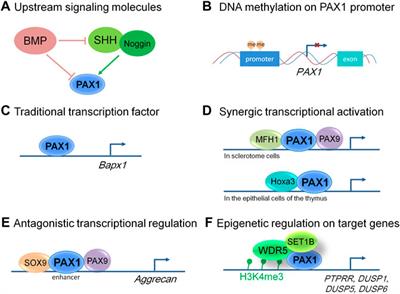 An overview of PAX1: Expression, function and regulation in development and diseases